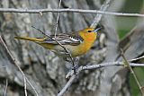 Bullock's Oriole